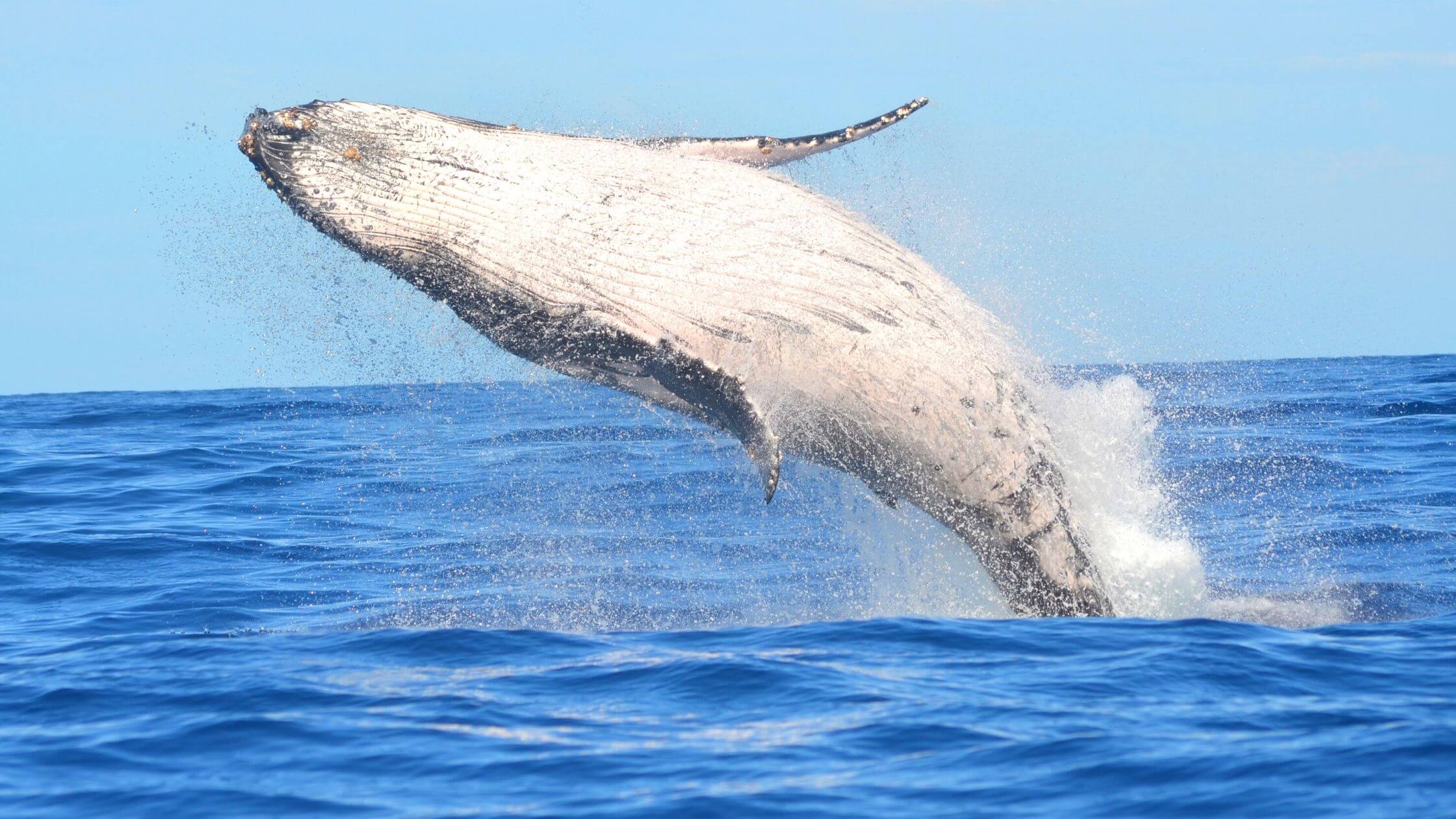 temporada-baleias-litoral-norte-sp